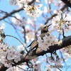 ヒヨドリと桜