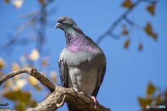 平和の象徴～～鳩