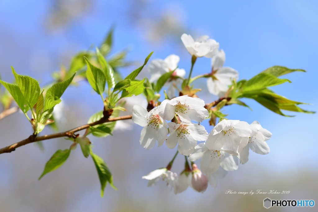 山桜Ⅱ２０１９