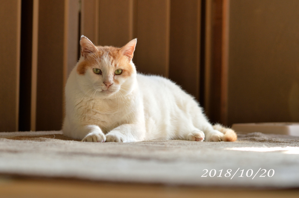 野良から家猫へ変身7年目