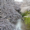 恩田川桜２０１９