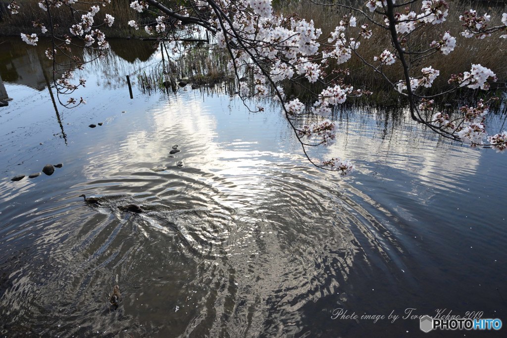 M池のカルガモ