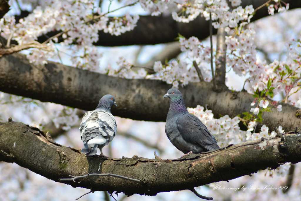 桜と鳩