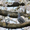 桜と鳩