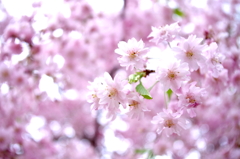 さくら色×桜色