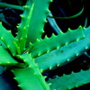 Aloe