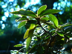 P1020196