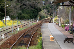 白線までお下がりください