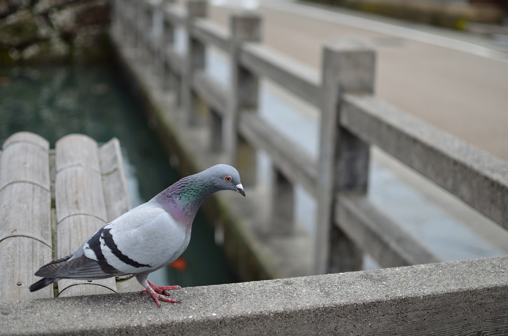 ぽっぽ
