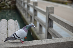 ぽっぽ