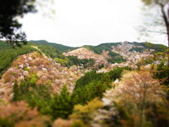 吉野山の桜