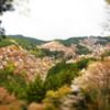 吉野山の桜
