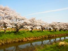 桜並木