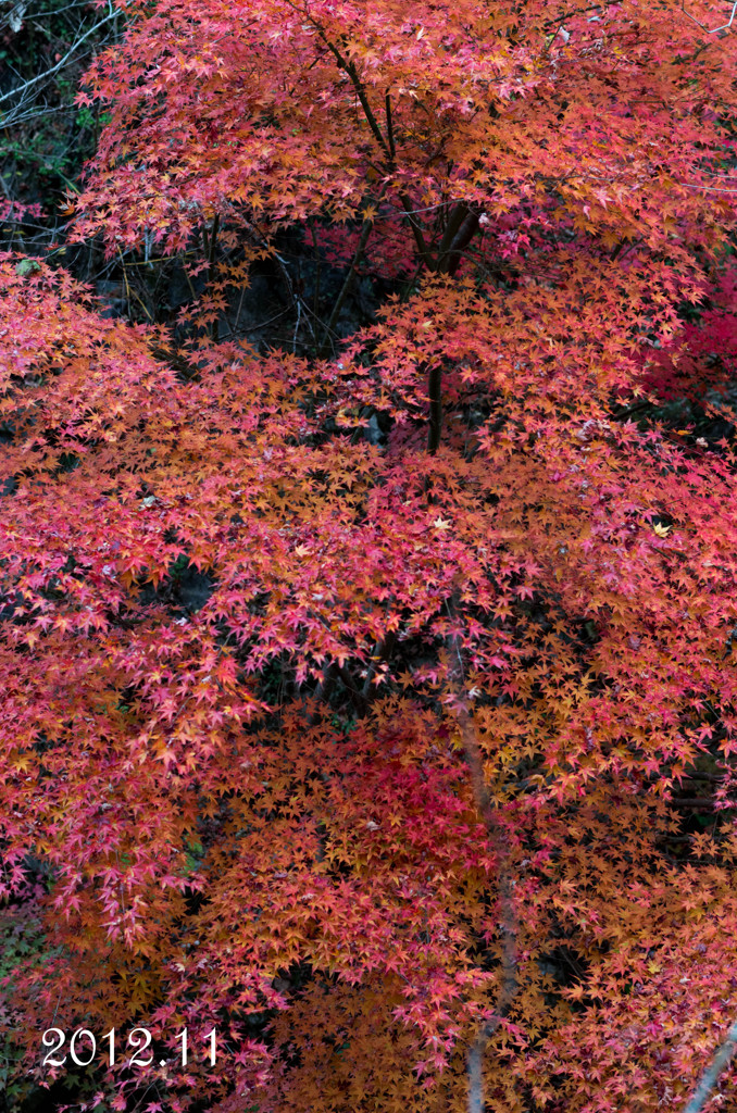 _YIN0039