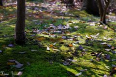 至る所に春が来ている