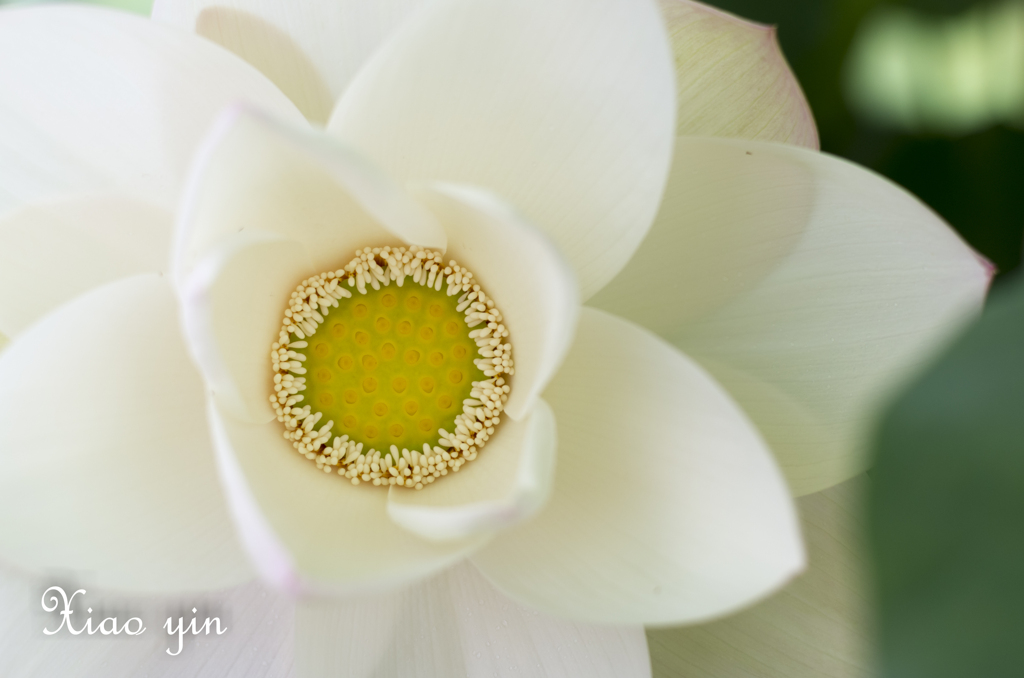 陽気に咲いている。