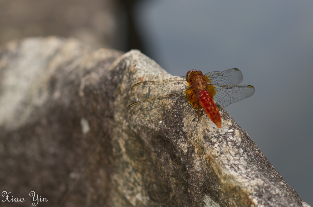 お前もつかれたか