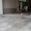 番犬