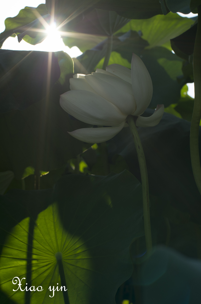 夢でも抱いている？