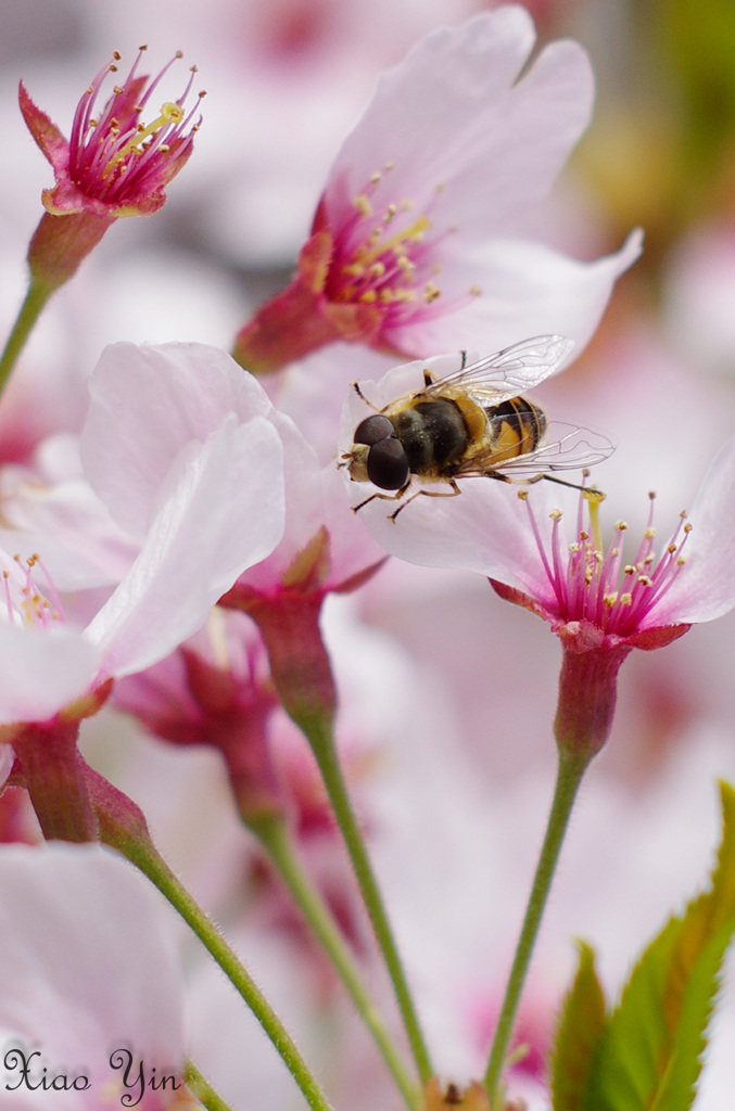 さようなら、M50 1.4