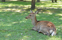 昼下がりの奈良公園にて