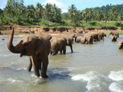 スリランカ・象の水浴び！