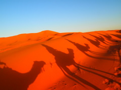 サハラ砂漠を行く