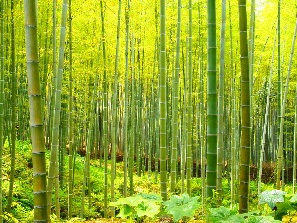 嵐山　竹林の小道