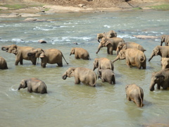 スリランカの象たち。
