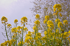 菜の花