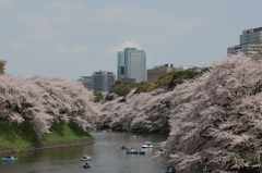 千鳥が淵