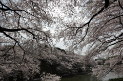 千鳥が淵