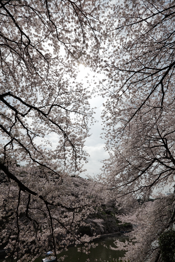 千鳥が淵