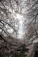 千鳥が淵