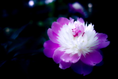 『芍薬』