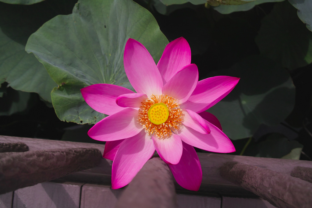 伊佐沼の蓮