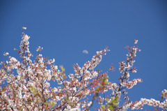 半月と桜