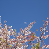半月と桜