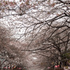 桜並木