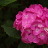 紫陽花②