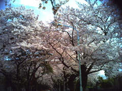 2010年4月10日青山霊園の桜_3