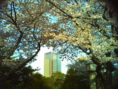 2010年4月10日青山霊園の桜_1