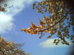 2010年4月10日青山霊園の桜_2