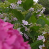 紫陽花⑨
