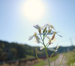 Shine!!