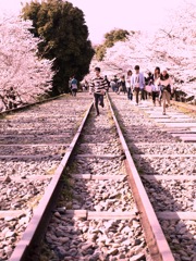 走りたくなる桜道