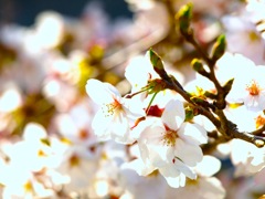 sakura