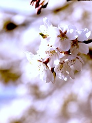 桜色