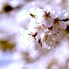 桜色