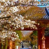 春